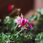 Dionisos Roses Отель Паралия-Дионисиу