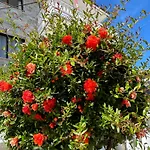 Отель Dionisos Roses Паралия-Дионисиу