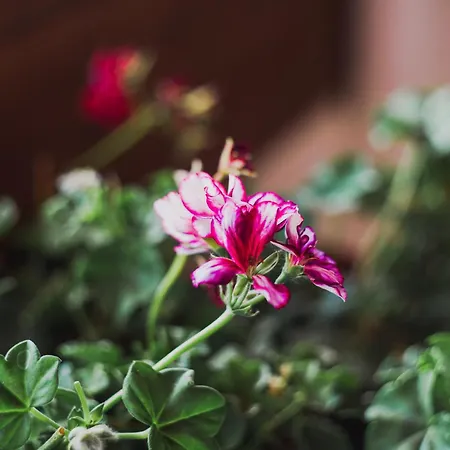 Dionisos Roses فندق باراليا ديونيسيو