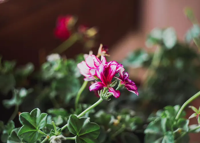 Dionisos Roses Hotel Paralia Dionysiou