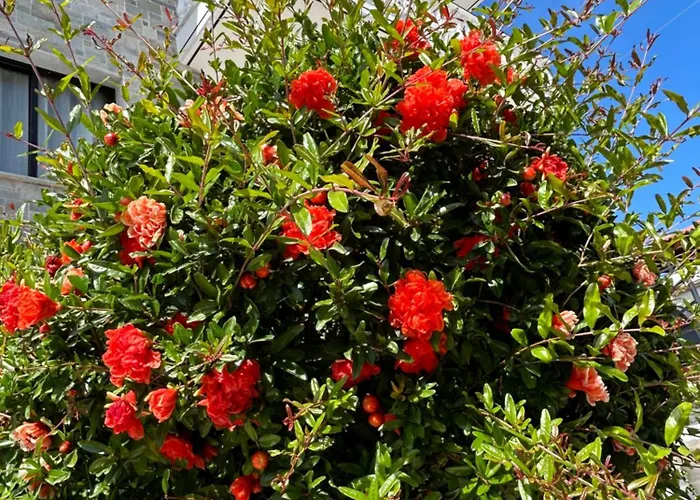 Hotel Dionisos Roses Paralia Dionysiou