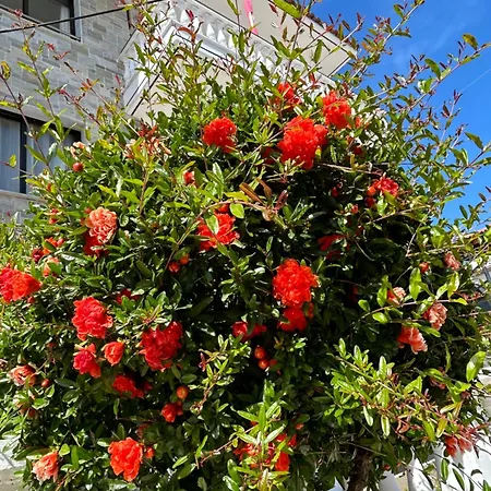 ホテル Dionisos Roses パラリア・ディオニショウ